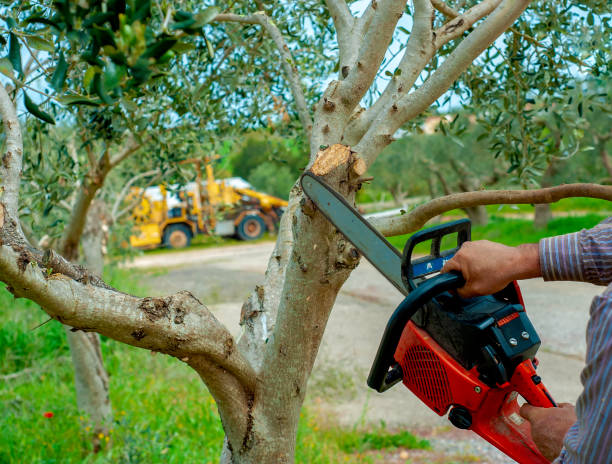 Best Commercial Tree Services  in Boone, IA